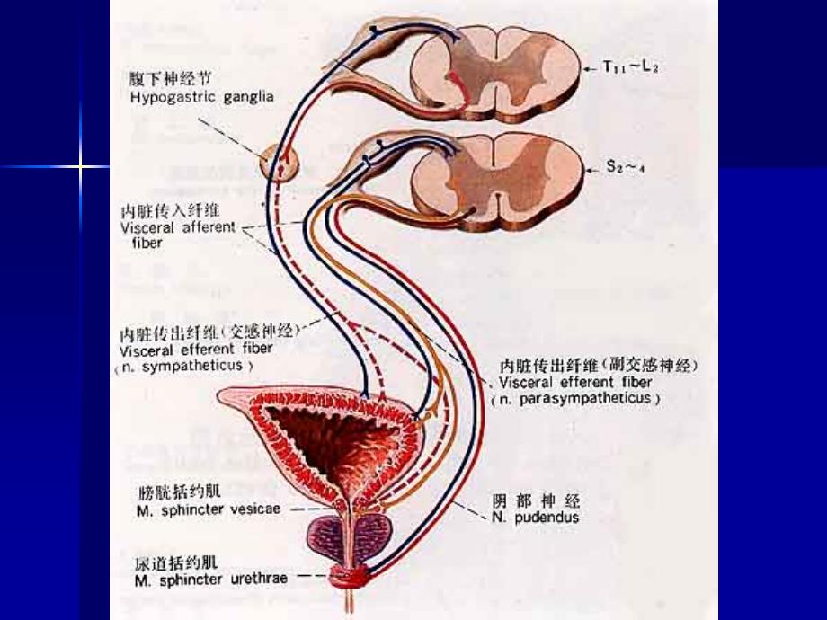 神经源性膀胱诊疗指南解读 课件_第3页