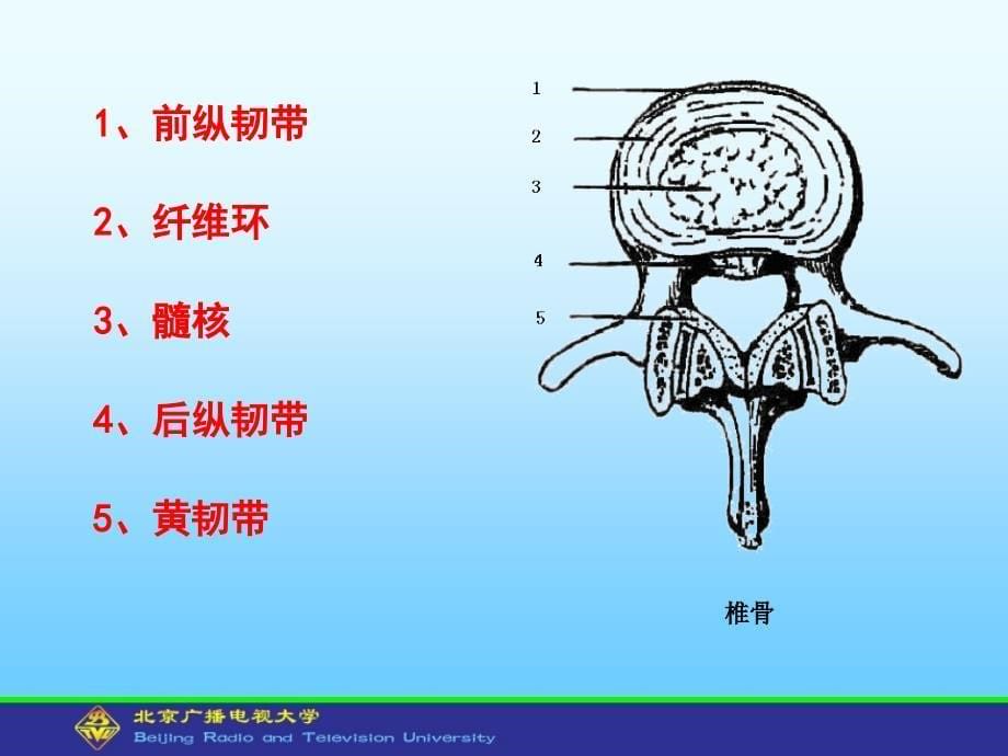 人体解剖学与组织胚胎学型考第3次形考作业.ppt_第5页