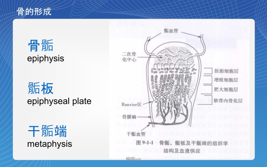 骨骺损伤分型完整版本_第3页