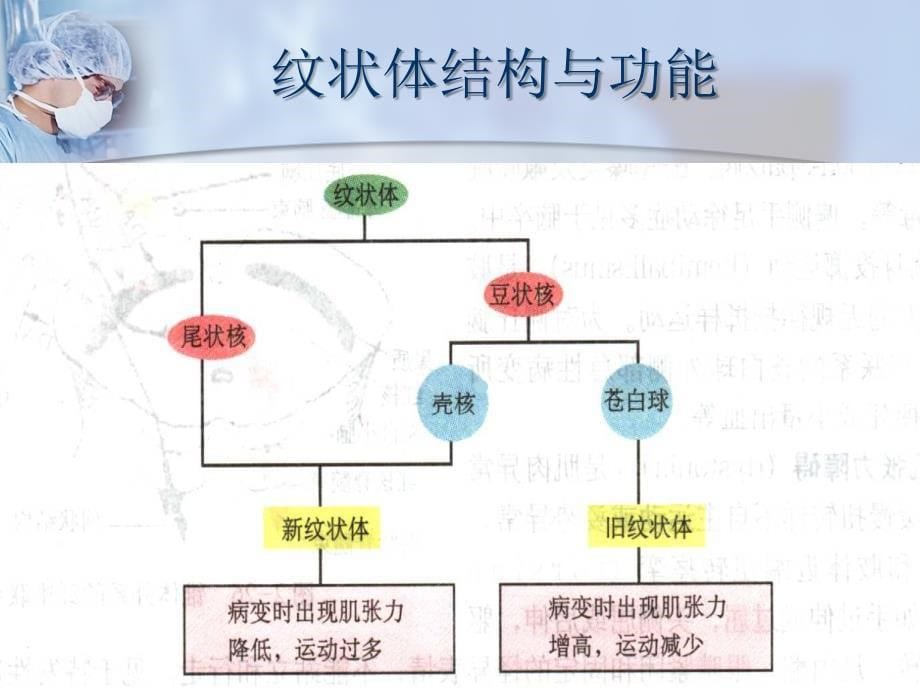 帕金森病刘莹课件_第5页