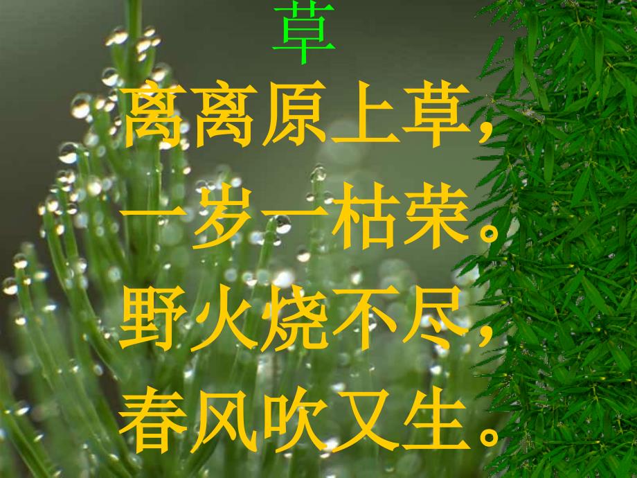 古诗草PPT课件_第1页