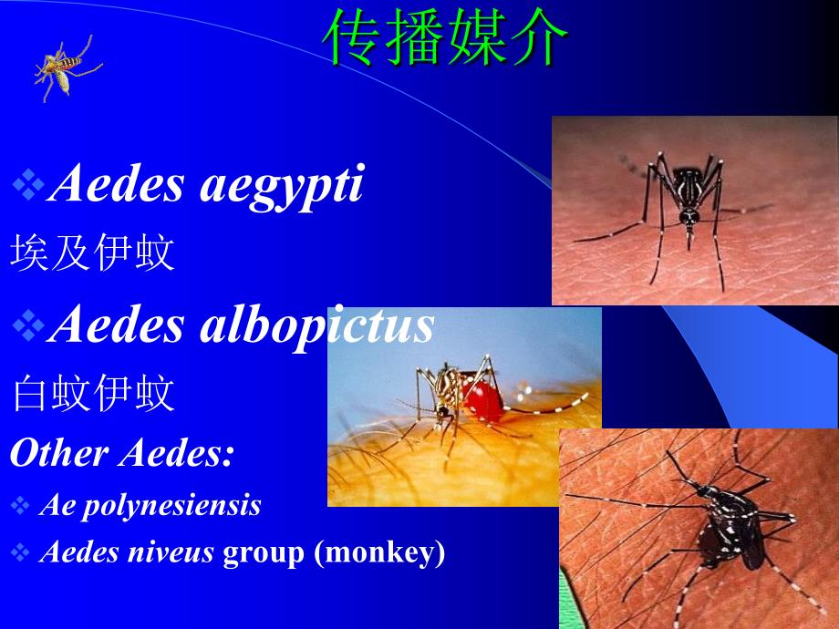 登革热临床诊断与治疗_第3页