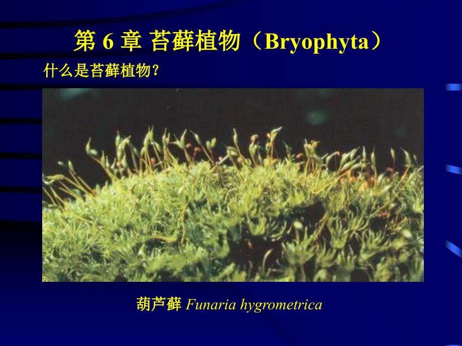 植物学课件：第6章 苔藓植物（Bryophyta）_第1页