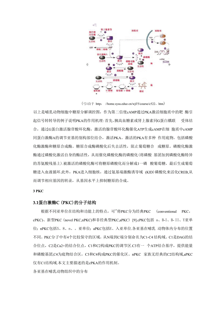 PKA和PKC的分子结构和作用机制_第4页