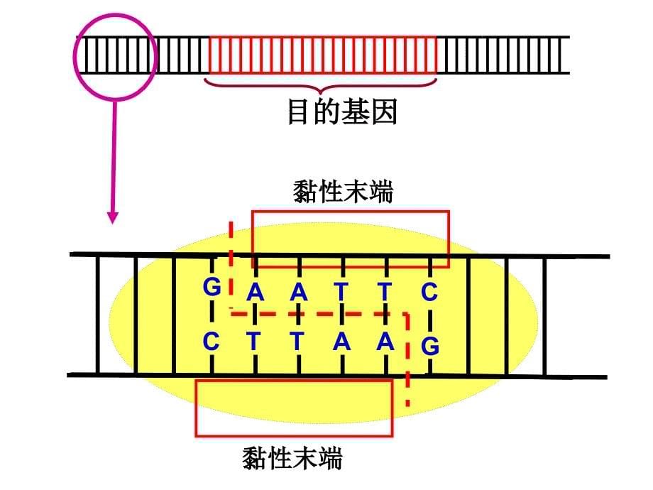 人教版教学课件基因工程及其应用.ppt_第5页