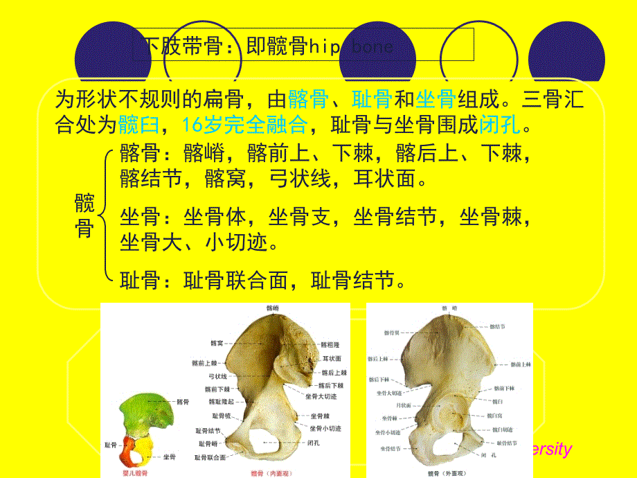 下肢骨影像解剖学.ppt_第2页