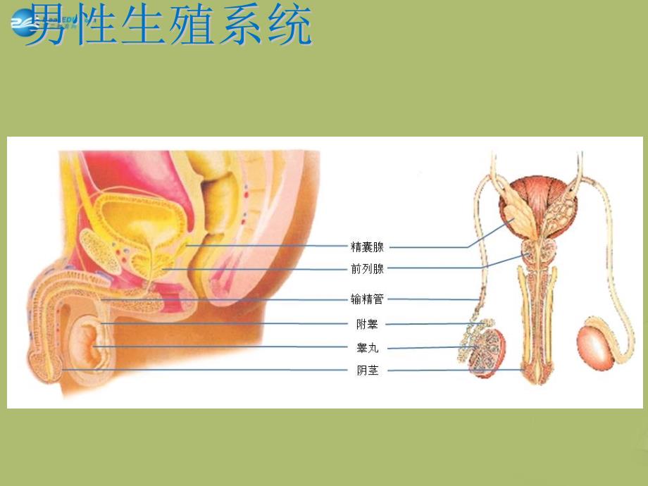 20222023八年级生物下册第六单元第一章第三节人的生殖和胚胎发育课件冀教版_第2页