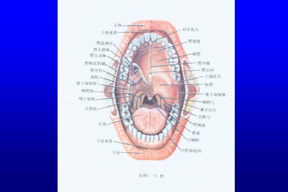 口腔颌面颈部局部解剖PPT课件_第4页