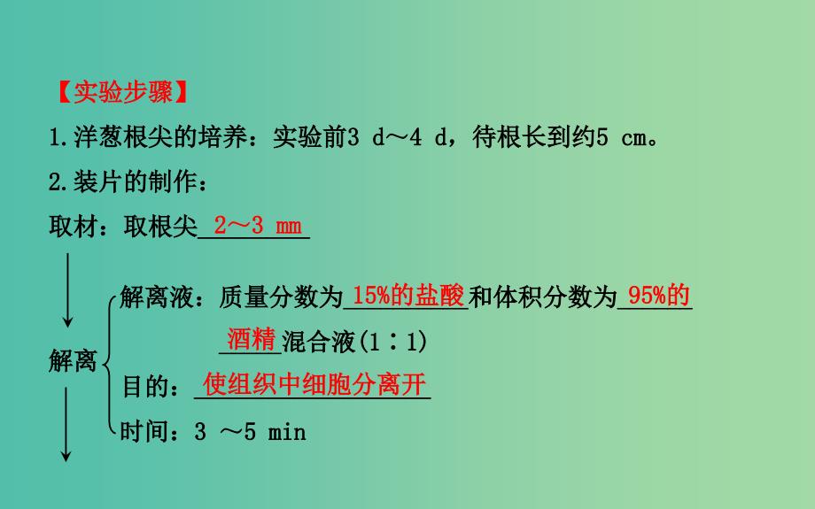 高三生物第一轮复习 第6章 实验：观察根尖分生组织细胞的有丝分裂课件 新人教版必修1.ppt_第4页