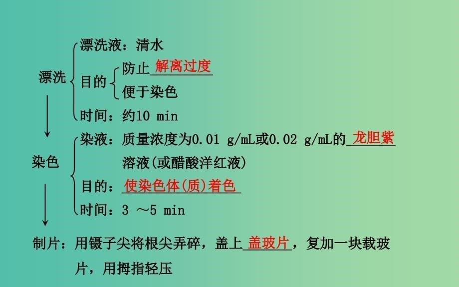 高三生物第一轮复习 第6章 实验：观察根尖分生组织细胞的有丝分裂课件 新人教版必修1.ppt_第5页