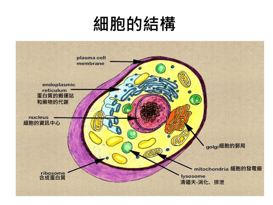 【医药健康】养从细胞结构谈起_第2页