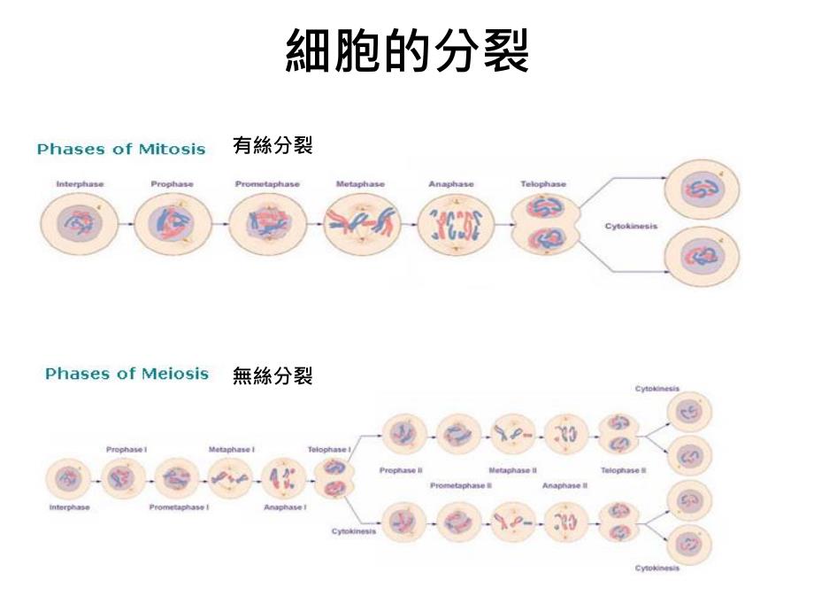 【医药健康】养从细胞结构谈起_第3页