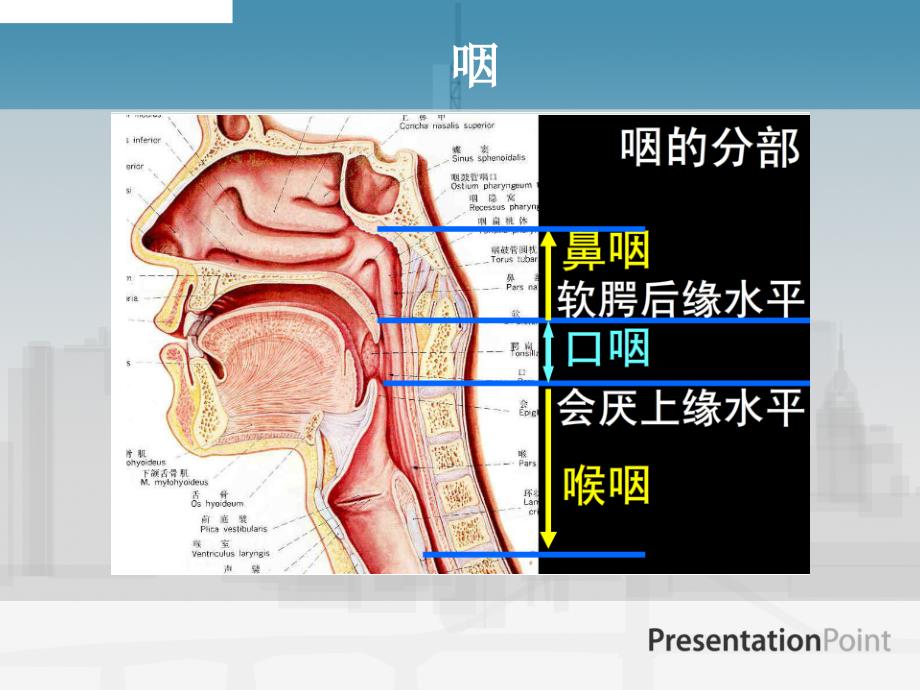 鼻咽癌应用解剖PPT课件_第4页