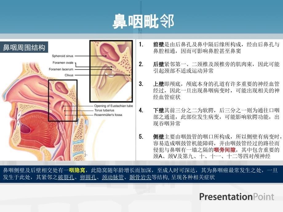 鼻咽癌应用解剖PPT课件_第5页