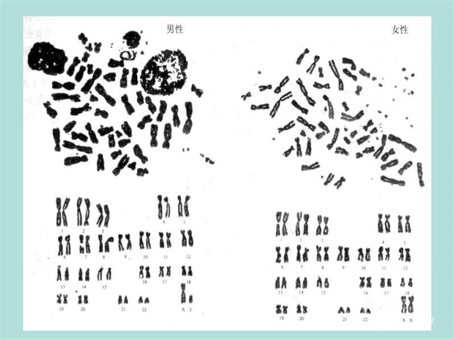 第五章性别决定与伴性遗传分析_第2页