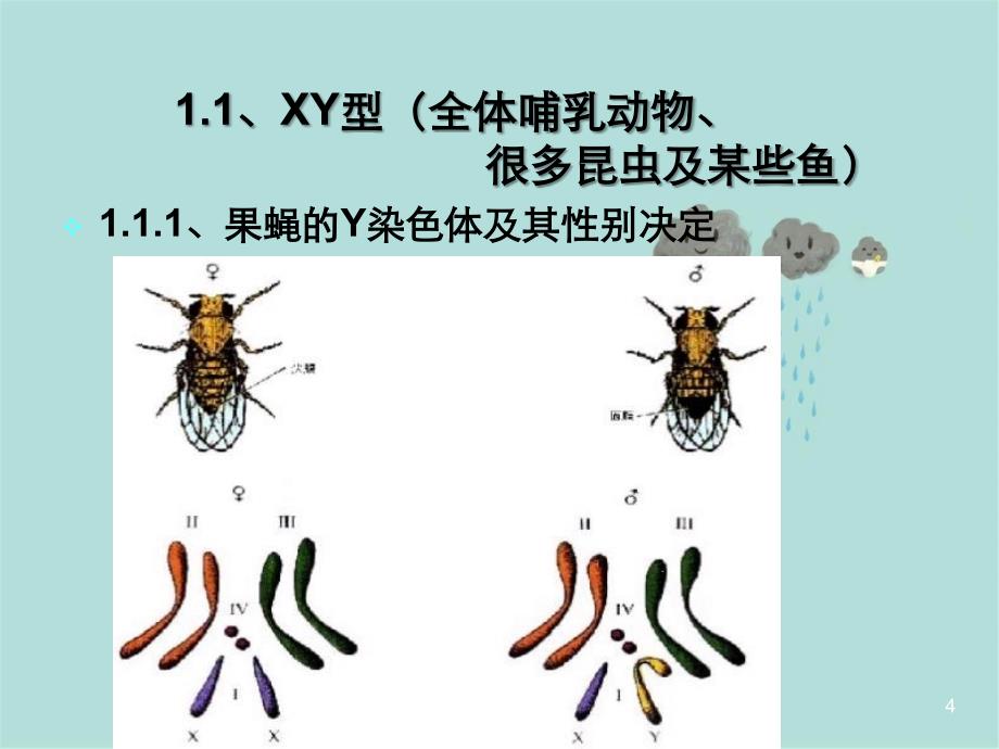 第五章性别决定与伴性遗传分析_第4页