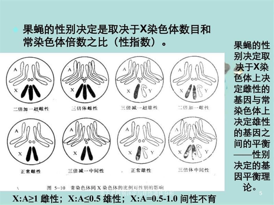 第五章性别决定与伴性遗传分析_第5页