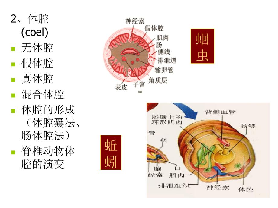 动物的基本结构、功能及其调控_第4页