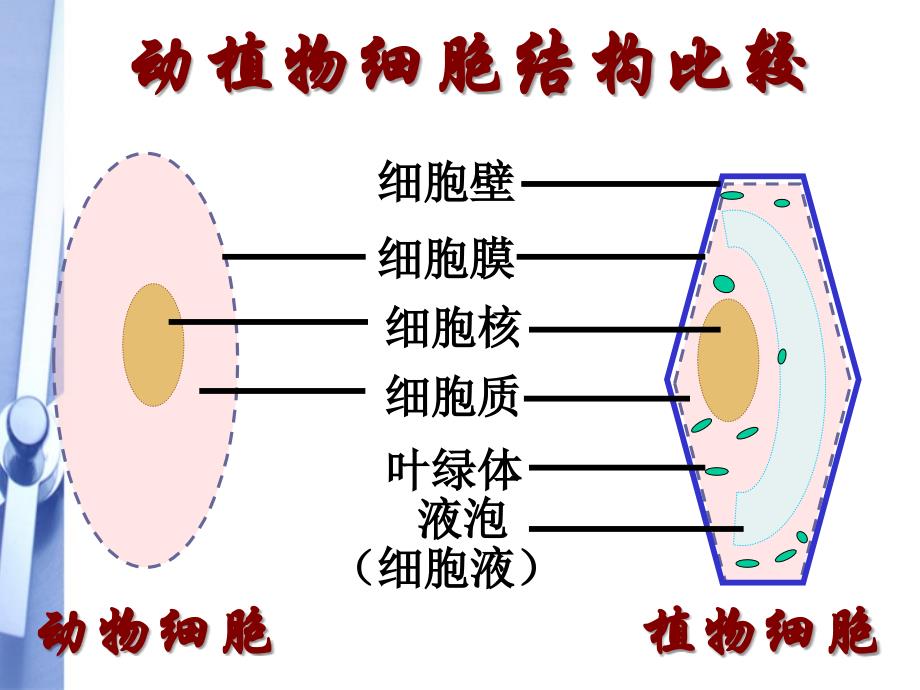 七年级生物上册-细胞的生活需要物质和能量课件-人教新课标版._第2页