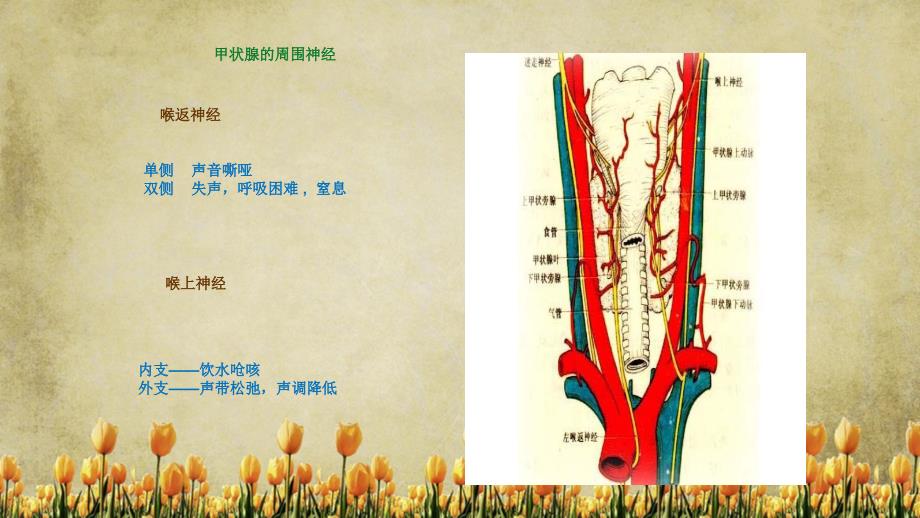 甲状腺腺瘤护理精选干货_第3页