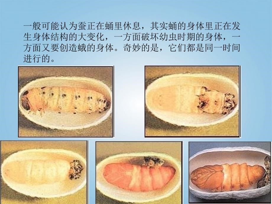 三年级科学下册_蚕蛹变成了什么1课件_鄂教版_第5页