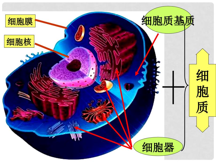 河南省洛阳市中成外国语学校高中生物 3.3 细胞核—系统的控制中心课件2 新人教版必修1_第1页