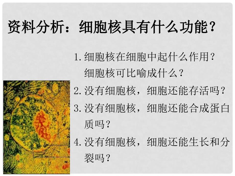 河南省洛阳市中成外国语学校高中生物 3.3 细胞核—系统的控制中心课件2 新人教版必修1_第3页