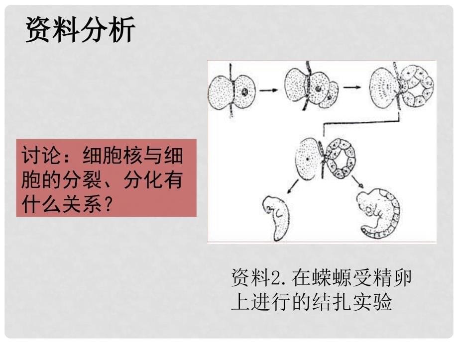 河南省洛阳市中成外国语学校高中生物 3.3 细胞核—系统的控制中心课件2 新人教版必修1_第5页