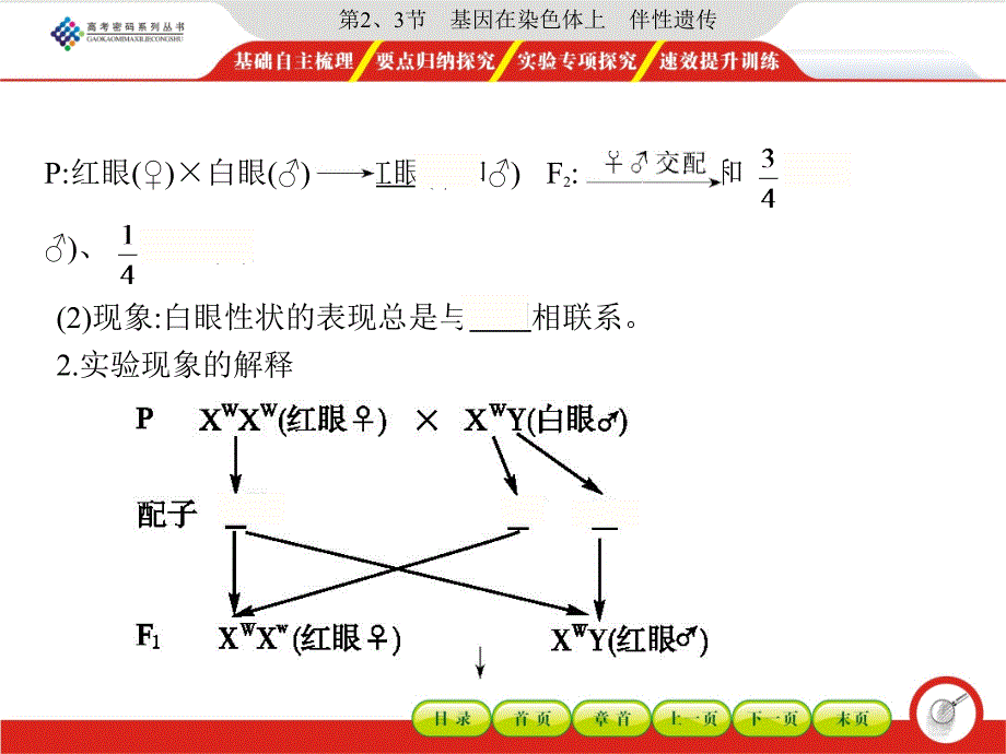 第23节基因在染色体上伴性遗传_第3页