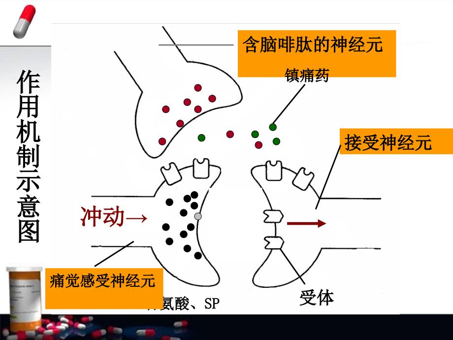 热板法观察药物的镇痛作用_第4页