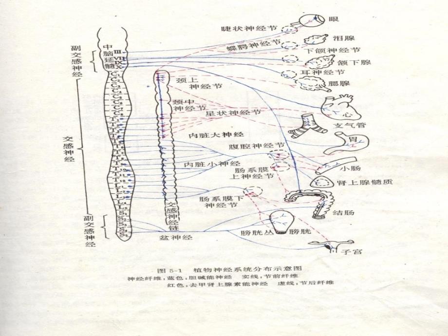 神经递质肾上腺素ppt课件_第3页