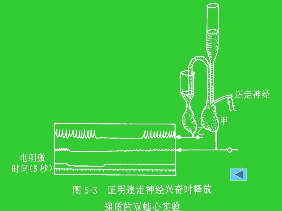 神经递质肾上腺素ppt课件_第5页