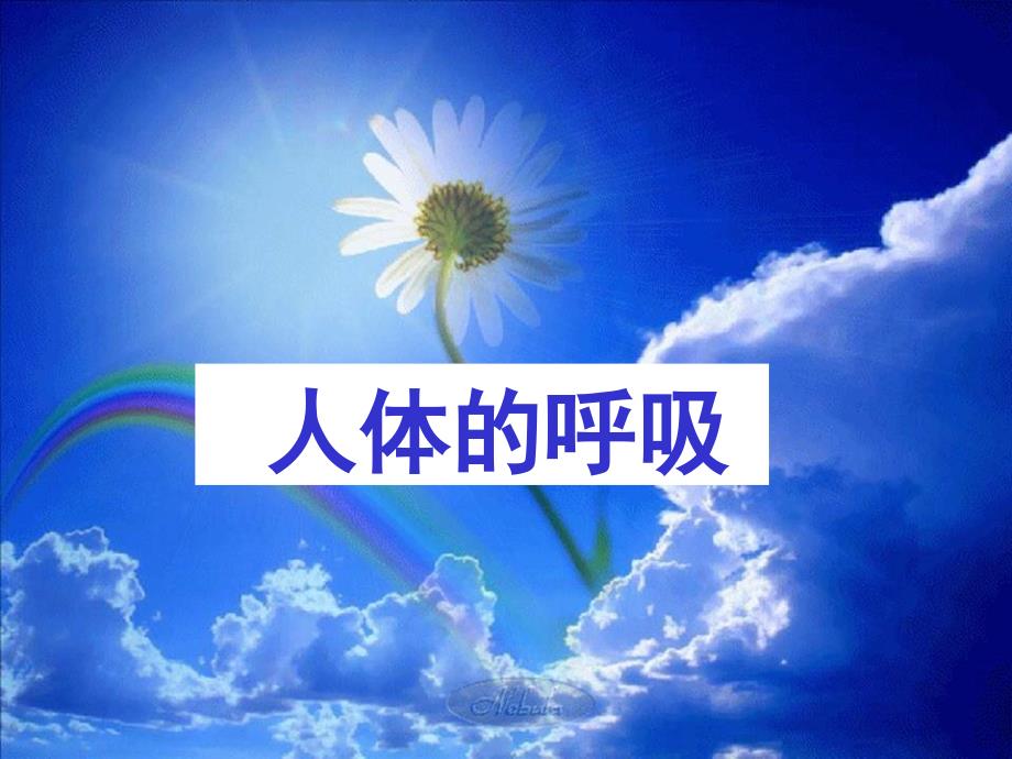 人体的呼吸复习用课件_第1页