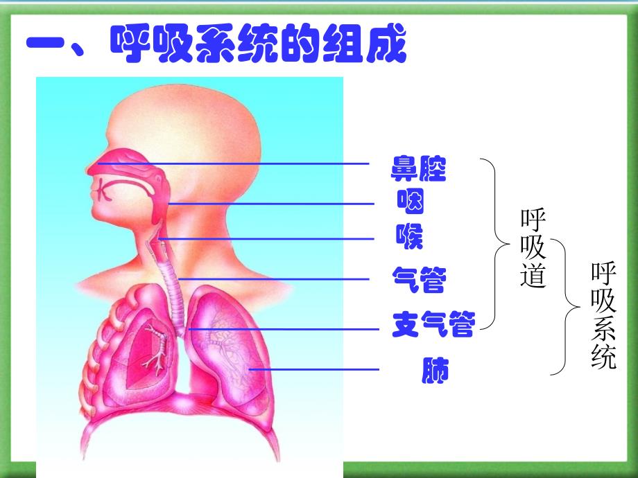 人体的呼吸复习用课件_第3页