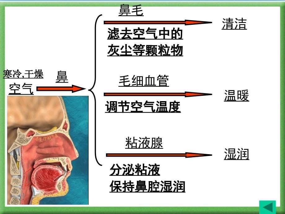 人体的呼吸复习用课件_第5页