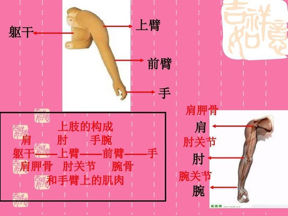 第四单元42骨骼关节和肌肉ppt课件_第5页