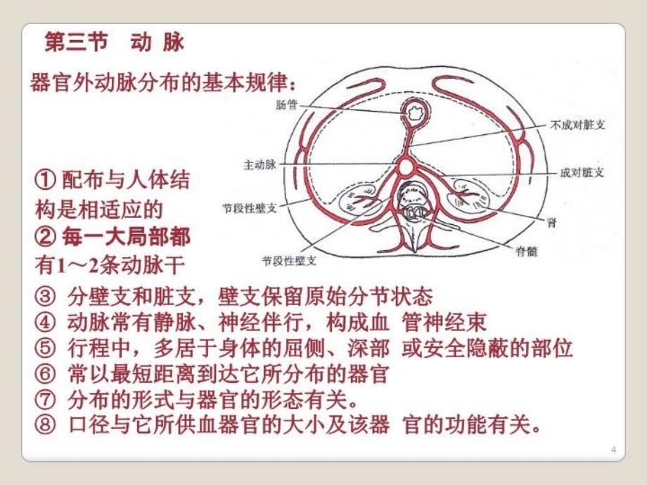 最新心血管系统动脉PPT课件_第4页