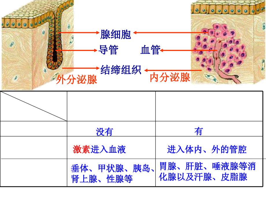 高等动物的内分泌系统与体液调节上课用_第3页