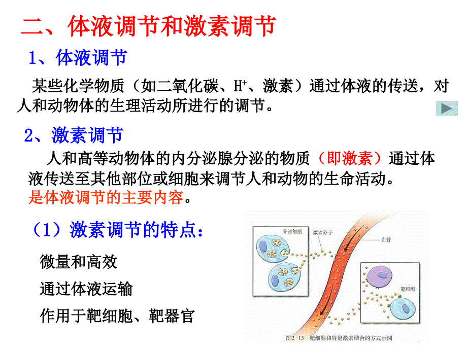 高等动物的内分泌系统与体液调节上课用_第4页