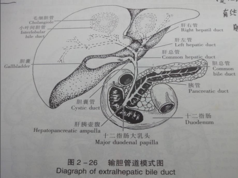 《胆石病的诊断与治》PPT课件_第3页