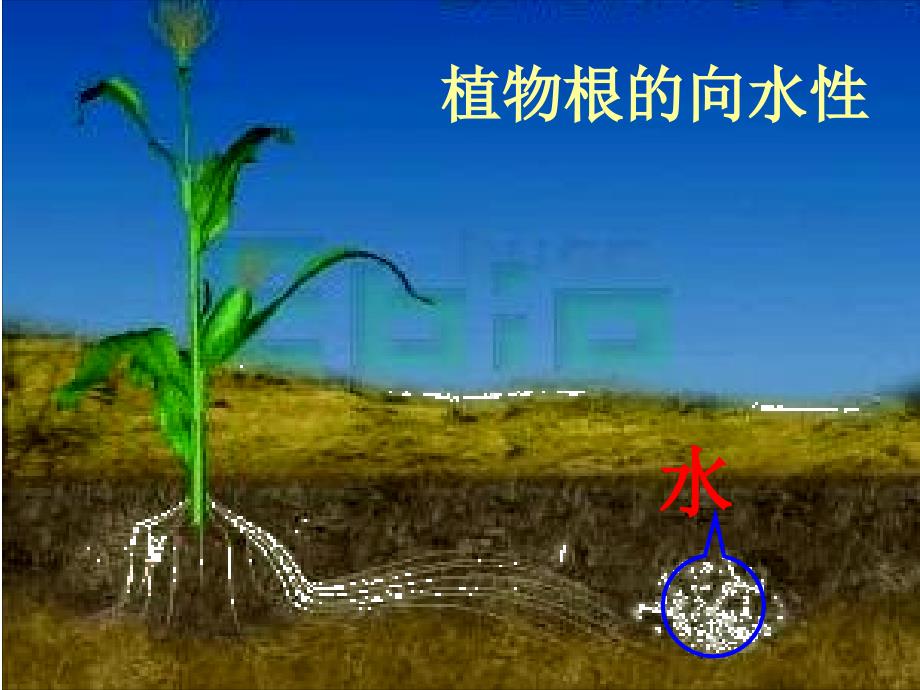 高中生物必修3植物的激素调节_第3页