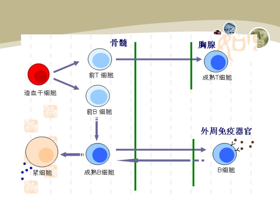 医学免疫学：第十一章 B淋巴细胞_第2页