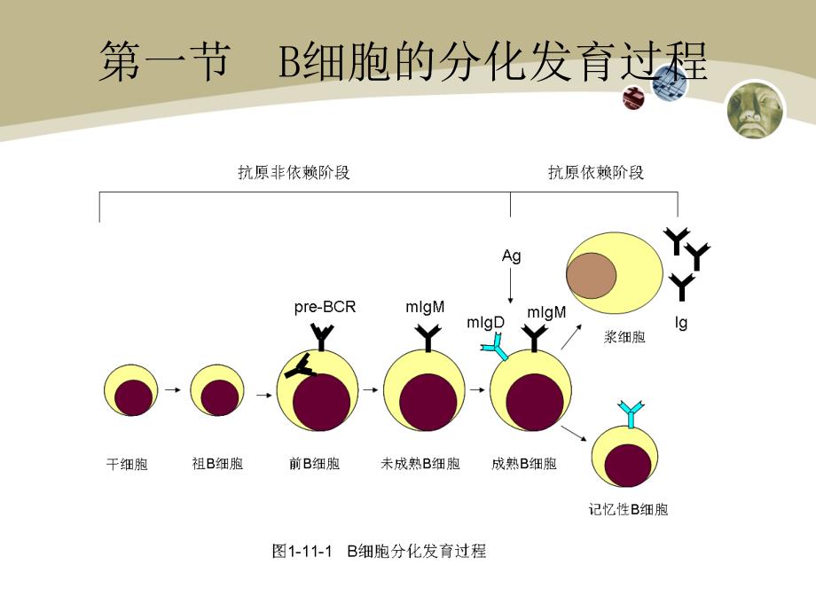 医学免疫学：第十一章 B淋巴细胞_第3页