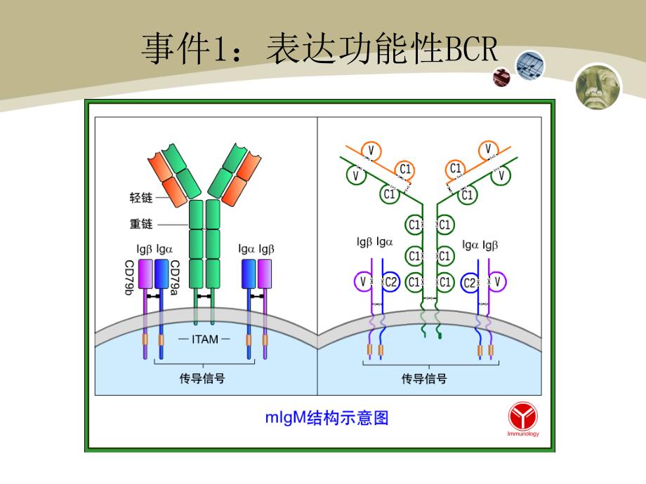 医学免疫学：第十一章 B淋巴细胞_第4页