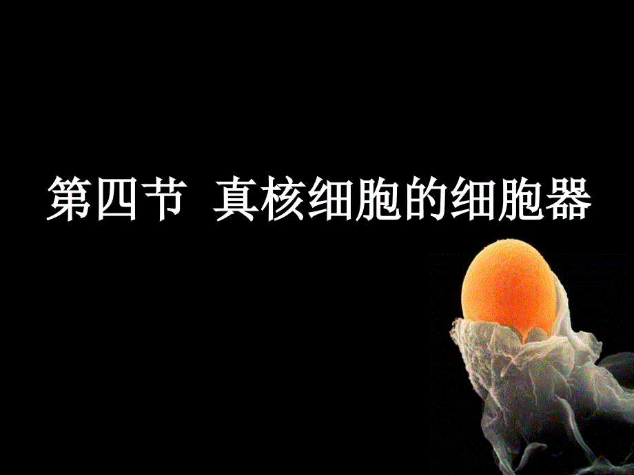 医学生物学专科课件四真核细胞的细胞器（内膜系统）课件_第3页