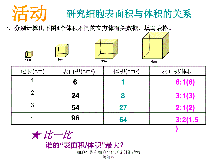 细胞分裂和细胞分化形成组织动物的组织课件_第4页