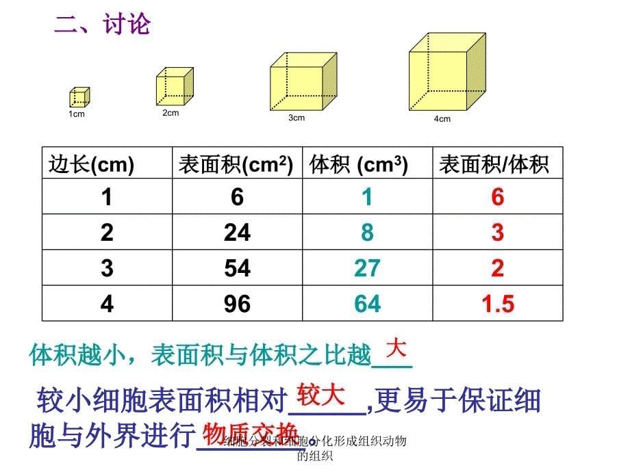 细胞分裂和细胞分化形成组织动物的组织课件_第5页