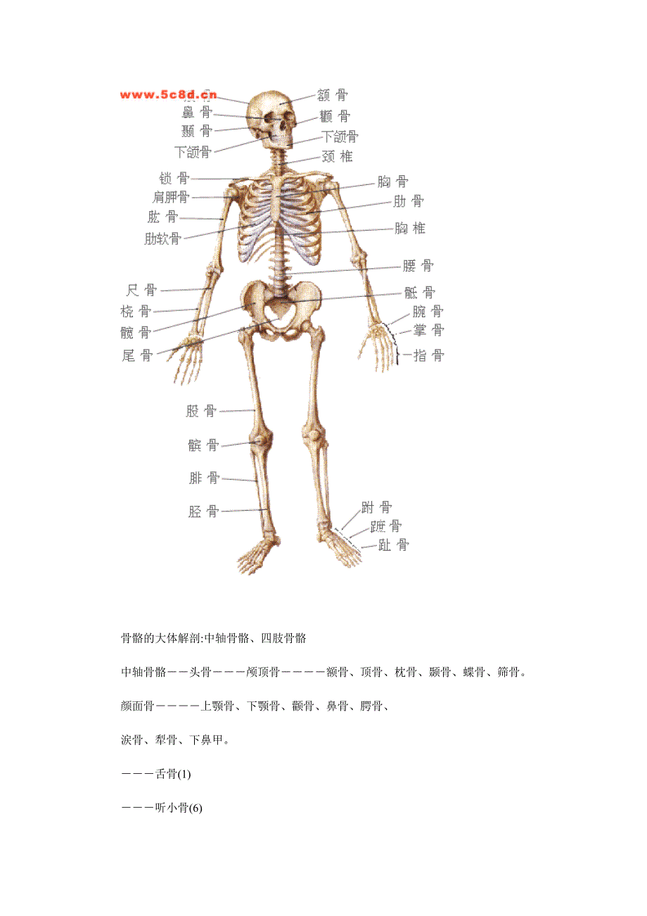 人体骨骼系统结构图.doc_第2页