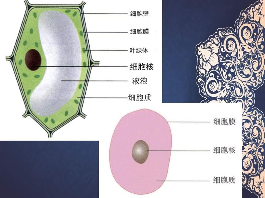 七年级生物上册第二单元检测课件人教新课标版课件_第5页