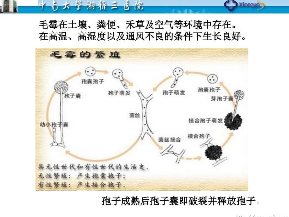 毛霉菌感染的临床特征与治疗左笑丛_第5页